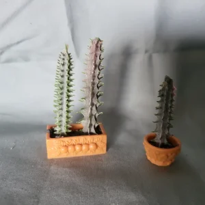 Poppenhuis planten, cactus in plantenbakje