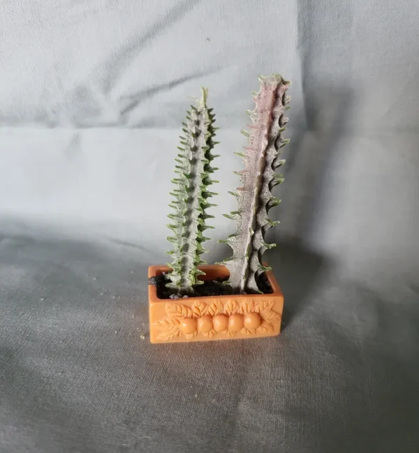Poppenhuis planten, cactussen in vierkant plantenbankje